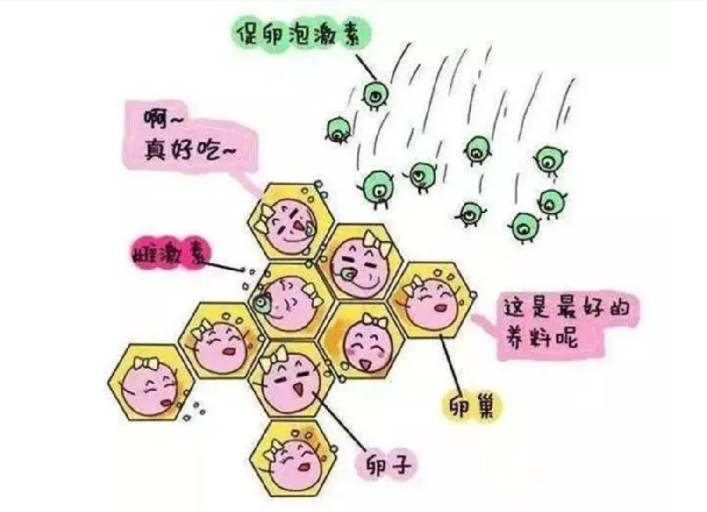 39岁赴美冷冻卵子，徐静蕾为什么做这个选择